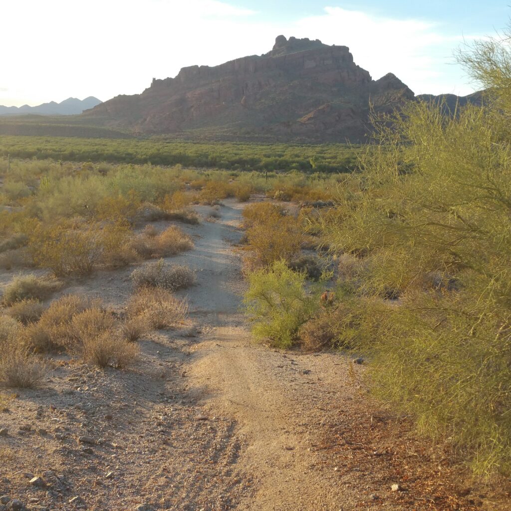 Living the Arizona life!🏜️