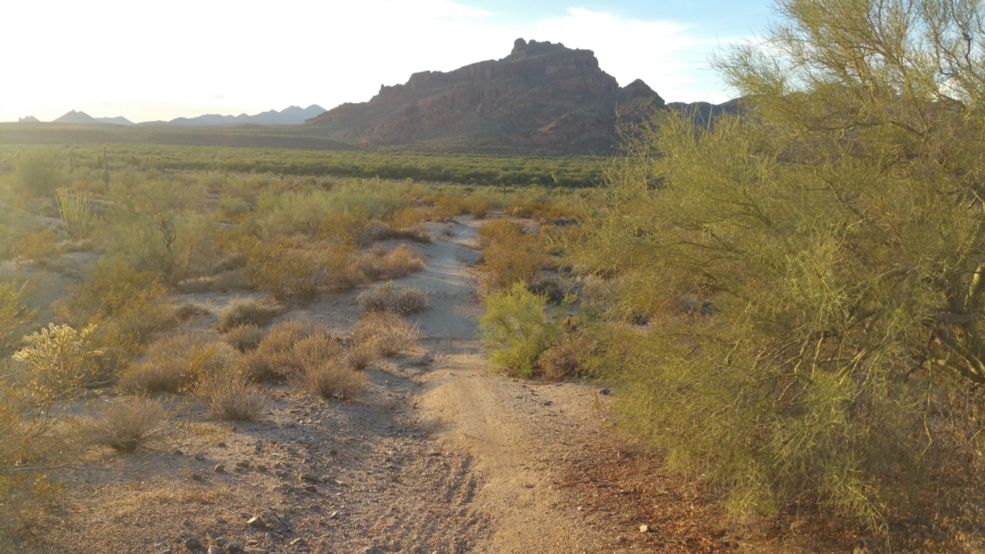 Living the Arizona life!🏜️